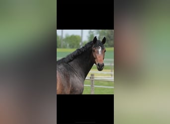 Oldenburger, Stute, 11 Jahre, 170 cm, Dunkelbrauner