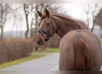 Oldenburger, Stute, 11 Jahre, 170 cm, Dunkelfuchs