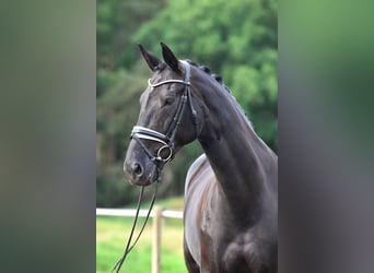 Oldenburger, Stute, 11 Jahre, 170 cm, Schwarzbrauner