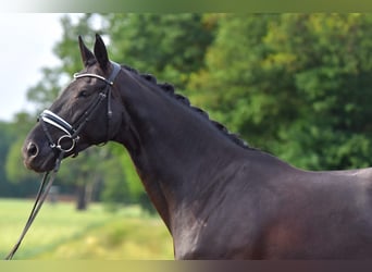 Oldenburger, Stute, 11 Jahre, 170 cm, Schwarzbrauner