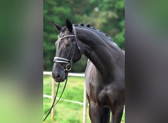 Oldenburger, Stute, 11 Jahre, 170 cm, Schwarzbrauner