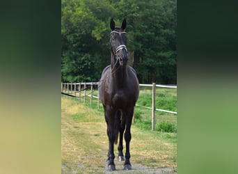 Oldenburger, Stute, 11 Jahre, 170 cm, Schwarzbrauner