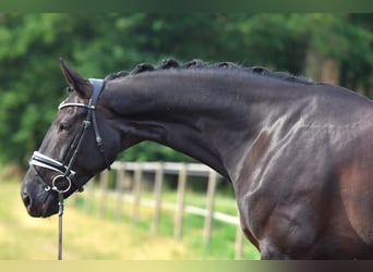 Oldenburger, Stute, 11 Jahre, 170 cm, Schwarzbrauner