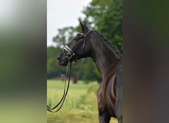 Oldenburger, Stute, 11 Jahre, 170 cm, Schwarzbrauner