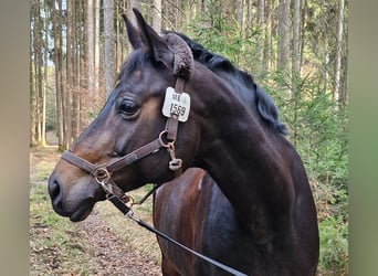 Oldenburger, Stute, 11 Jahre, 170 cm, Schwarzbrauner