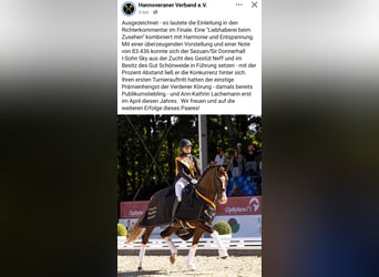 Oldenburger, Stute, 11 Jahre, 172 cm, Palomino
