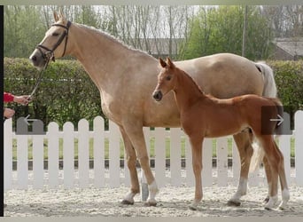Oldenburger, Stute, 11 Jahre, 172 cm, Palomino