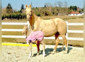 Oldenburger, Stute, 11 Jahre, 172 cm, Palomino