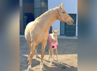 Oldenburger, Stute, 11 Jahre, 172 cm, Palomino