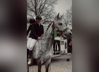 Oldenburger, Stute, 11 Jahre, 173 cm, Apfelschimmel