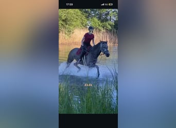 Oldenburger, Stute, 11 Jahre, 173 cm, Apfelschimmel