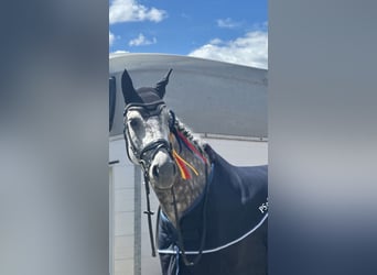 Oldenburger, Stute, 11 Jahre, 173 cm, Apfelschimmel