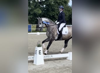 Oldenburger, Stute, 11 Jahre, 173 cm, Apfelschimmel