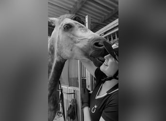 Oldenburger, Stute, 11 Jahre, 173 cm, Apfelschimmel
