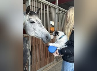 Oldenburger, Stute, 11 Jahre, 173 cm, Apfelschimmel