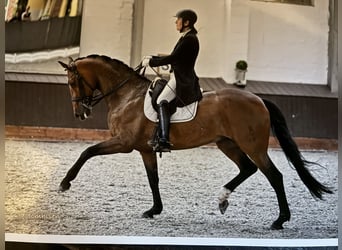 Oldenburger, Stute, 11 Jahre, 173 cm, Brauner