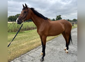 Oldenburger, Stute, 11 Jahre, 173 cm, Brauner