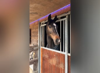 Oldenburger, Stute, 11 Jahre, 173 cm, Brauner