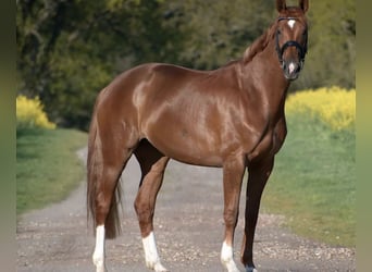 Oldenburger, Stute, 11 Jahre, 173 cm, Fuchs