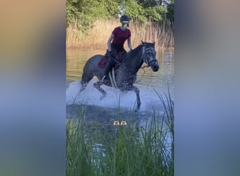 Oldenburger, Stute, 11 Jahre, 173 cm, Schimmel