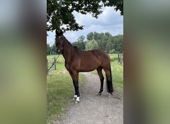 Oldenburger, Stute, 11 Jahre, 175 cm, Brauner