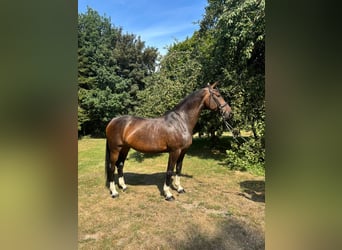 Oldenburger, Stute, 11 Jahre, 175 cm, Brauner