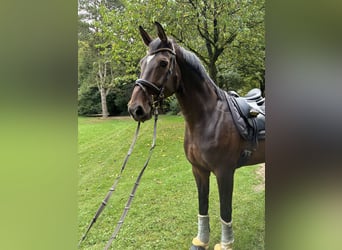 Oldenburger, Stute, 11 Jahre, 175 cm, Brauner