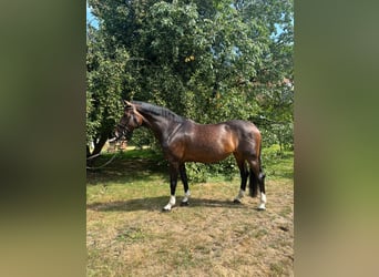 Oldenburger, Stute, 11 Jahre, 175 cm, Brauner