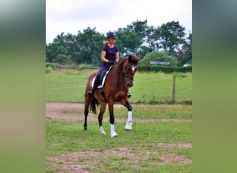 Oldenburger, Stute, 11 Jahre, 175 cm, Dunkelbrauner