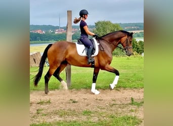 Oldenburger, Stute, 11 Jahre, 175 cm, Dunkelbrauner