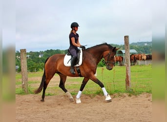 Oldenburger, Stute, 11 Jahre, 175 cm, Dunkelbrauner