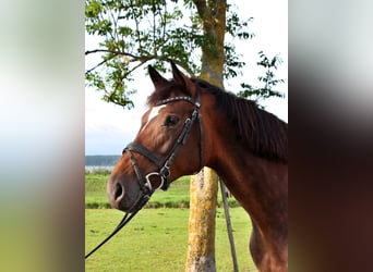 Oldenburger, Stute, 11 Jahre, 175 cm, Dunkelbrauner