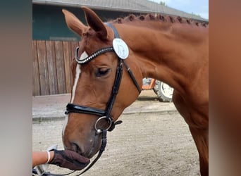 Oldenburger, Stute, 11 Jahre, 175 cm, Fuchs