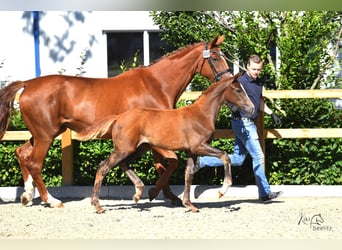 Oldenburger, Stute, 11 Jahre, 175 cm, Fuchs