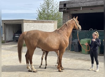 Oldenburger, Stute, 11 Jahre, 175 cm, Fuchs