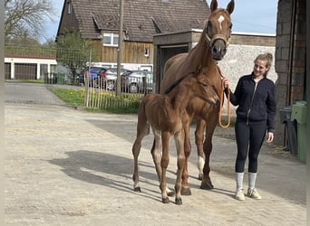 Oldenburger, Stute, 11 Jahre, 175 cm, Fuchs