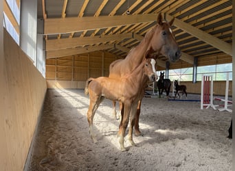 Oldenburger, Stute, 11 Jahre, 175 cm, Fuchs