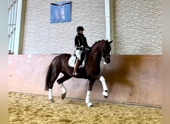 Oldenburger, Stute, 11 Jahre, Dunkelfuchs