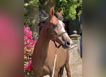 Oldenburger, Stute, 11 Jahre, Fuchs