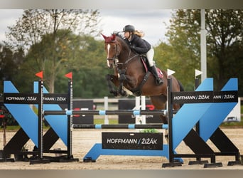 Oldenburger, Stute, 11 Jahre, Rotbrauner