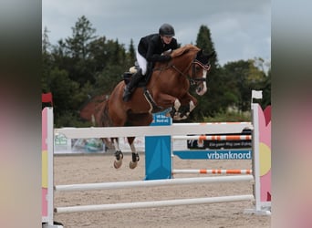 Oldenburger, Stute, 12 Jahre, 158 cm