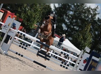 Oldenburger, Stute, 12 Jahre, 158 cm