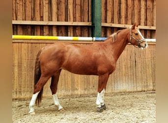 Oldenburger, Stute, 12 Jahre, 158 cm