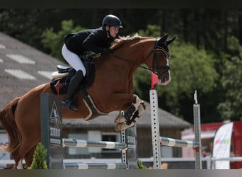 Oldenburger, Stute, 12 Jahre, 158 cm