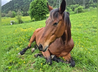 Oldenburger, Stute, 12 Jahre, 161 cm, Brauner