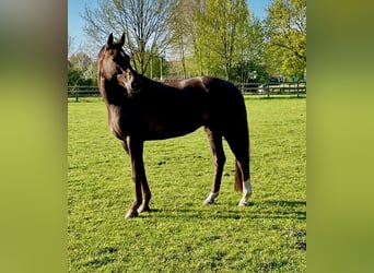Oldenburger, Stute, 12 Jahre, 162 cm, Dunkelfuchs