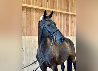 Oldenburger, Stute, 12 Jahre, 162 cm, Schwarzbrauner