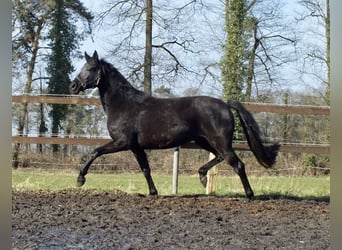 Oldenburger, Stute, 12 Jahre, 163 cm, Rappe