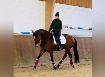 Oldenburger, Stute, 12 Jahre, 164 cm, Brauner