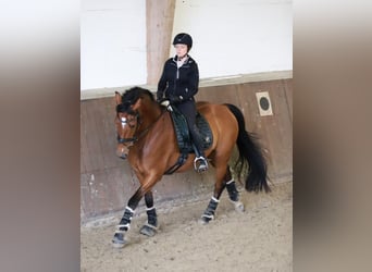 Oldenburger, Stute, 12 Jahre, 164 cm, Brauner